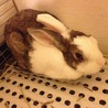 ☆なな