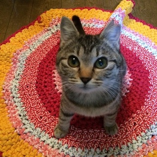 短足・彩瑚ちゃん跳ねてます