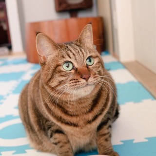 【急募】誰よりも懐っこいまん丸猫ちゃん(キキ)