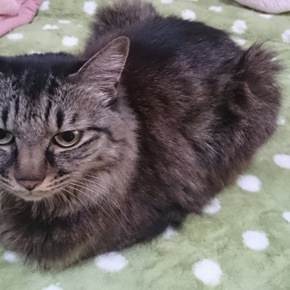 雑種 長毛 を含む猫の里親募集情報 5ページ目 ペットのおうち 月間利用者150万人