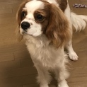 元気なキャバリアの男の子⭐︎一旦募集終了します