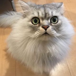 何度も家族が変わったハッピー♂9歳、次こそは！ 