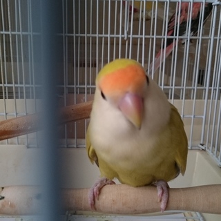 小桜インコ里親さん募集です