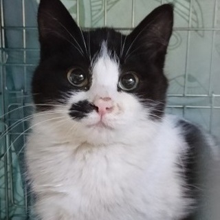 緊急☆白血病キャリアの子猫3姉妹を助けてください！