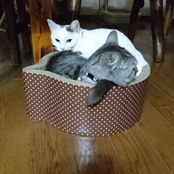 「 たまにはぼくも登場させてくれやby れん」サムネイル2