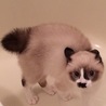 の写真
