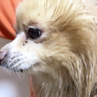 ポメラニアン 女の子