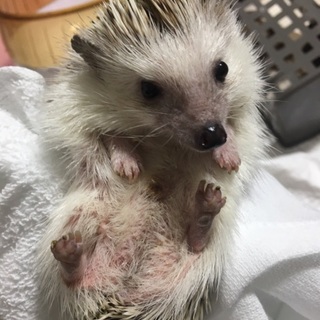 ハリネズミの里親募集@一旦募集終了