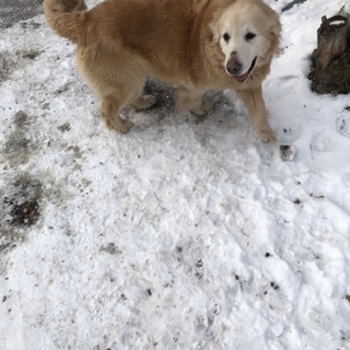 可愛がってくれる方お願いします。