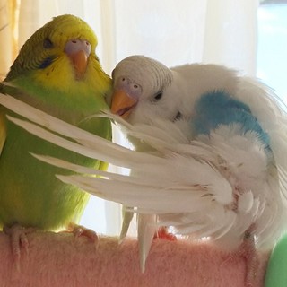 ありがとうございました。