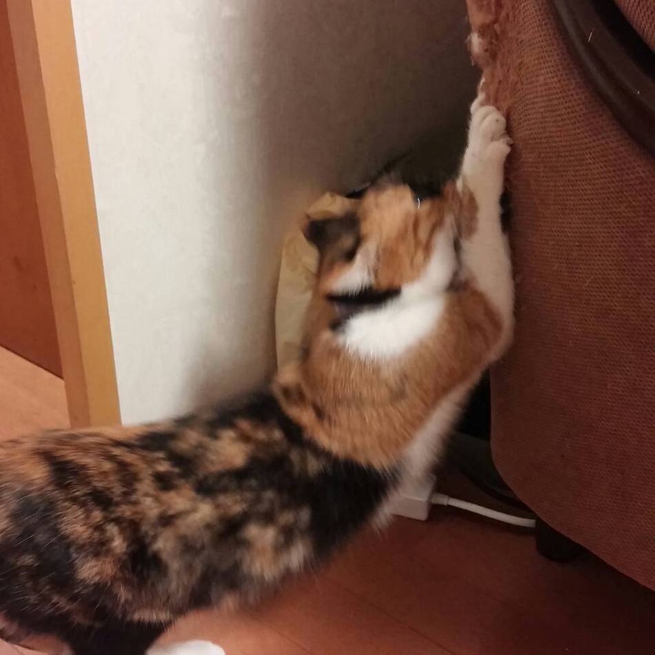 いなほのカバー写真