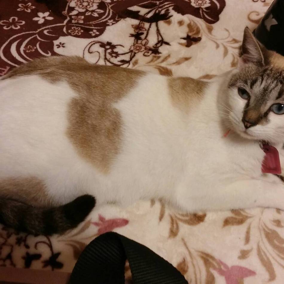 ここなっつのカバー写真