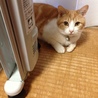 寒いニャン
