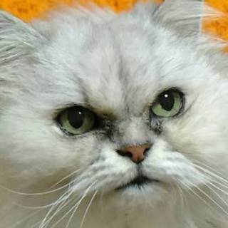 飼育放棄された　ペルちゃん