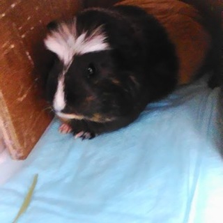 モルモット2才♀里親募集します