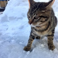 ミシャルン