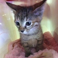 ティナ tina