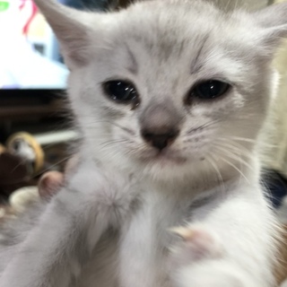 ロシアンブルーとチンチラのMIX オトコのこ