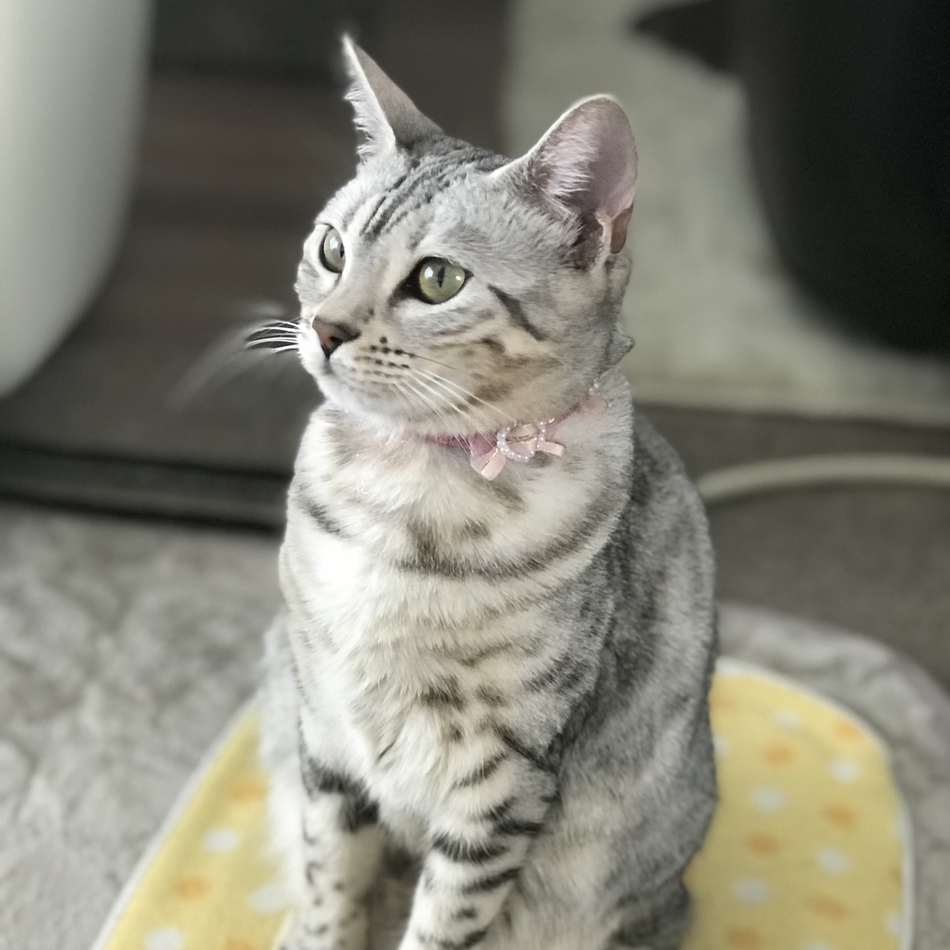 レイアのカバー写真