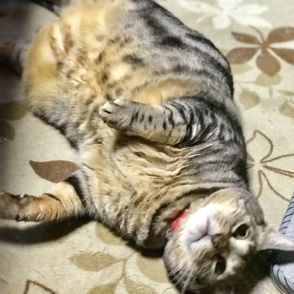 ミュウのカバー写真