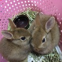 ウサギ里親募集！