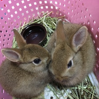 ウサギ里親募集！
