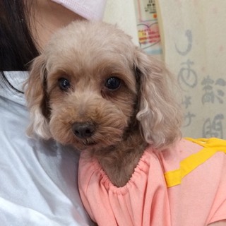 トイプードルのユウちゃんは小振りな甘えん坊さん