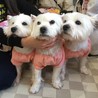 里親様を募集しているウェスティ達です
