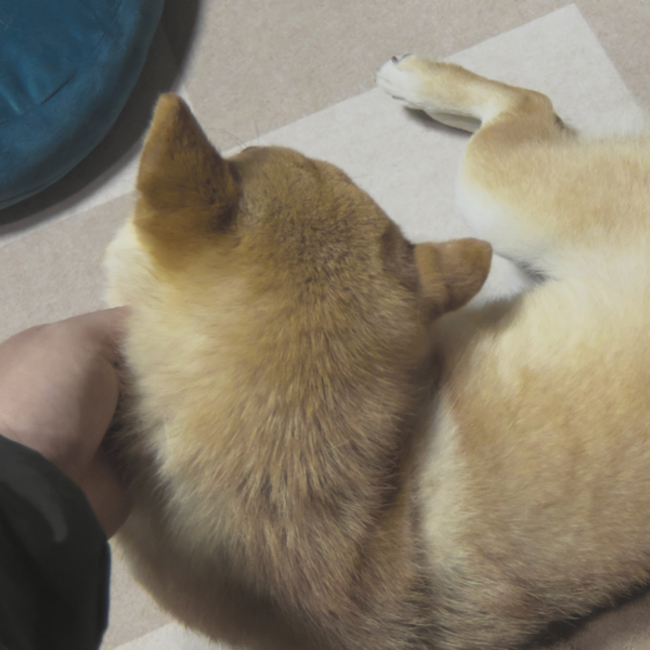 文（ぶん）のカバー写真