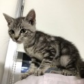 可愛い子猫ちゃんの里親募集中！(ฅ'ω'ฅ)