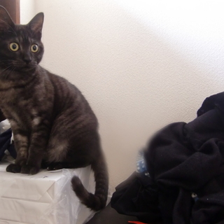 人懐っこい可愛い黒さばとら