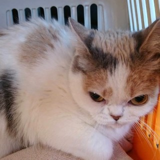 スコティッシュフォールドのトミちゃん