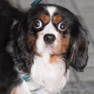 キャバリアのきゃばちゃん