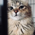 耳カットしてたらダメですか？