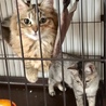 耳カットしてたらダメですか？ サムネイル2