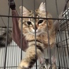 耳カットしてたらダメですか？ サムネイル3