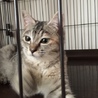 耳カットしてたらダメですか？ サムネイル4