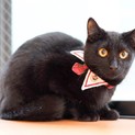 イケメン黒猫　❤クク君❤（動画あり）