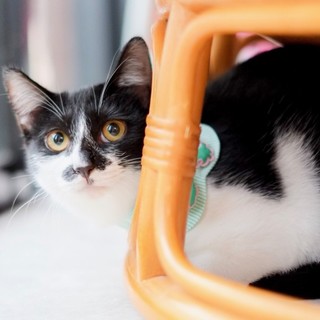 超～甘えっ子　❤ポポちゃん❤