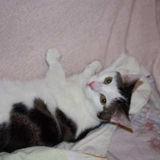 動画あり前髪が可愛いいわのびっち君去勢済