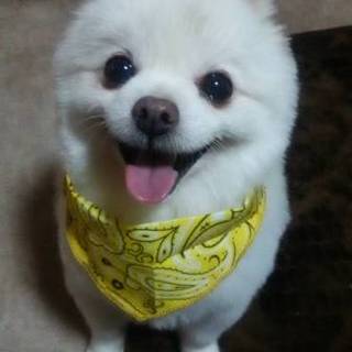 遺棄されていたポメラニアンに温かい家族を！