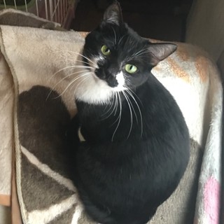 黒白、白い手袋とソックスを履いたキキョウちゃん♀