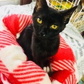 黒猫★あやたか