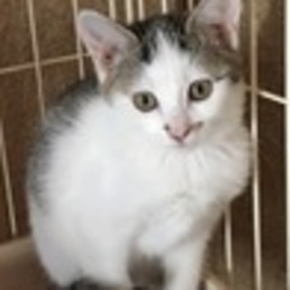 地域猫現場からの保護のキジ白ひかりちゃん
