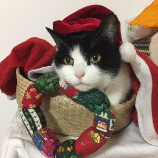 ☆虐待された仲良しペア・5歳くらい☆