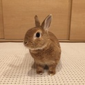 ネザーランドドワーフ♂去勢済み