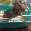 デグー  ♀１歳8カ月