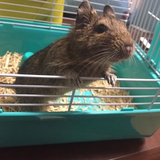 デグー  ♀１歳8カ月