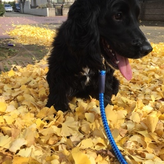 家族として迎え入れて下さる方募集しております