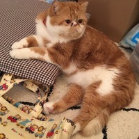 梅吉